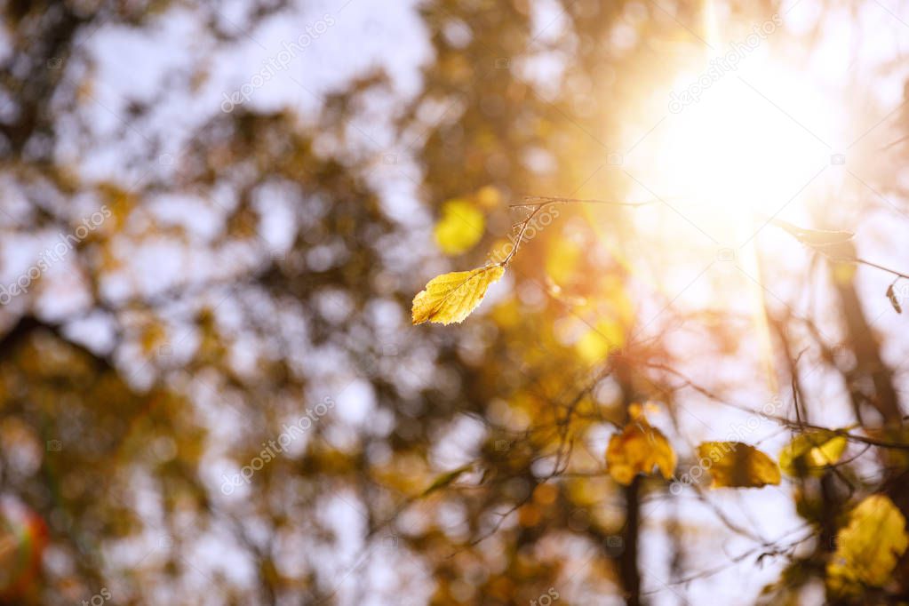 selective focus of trees with yellow leaves and sun in autumnal park at day 