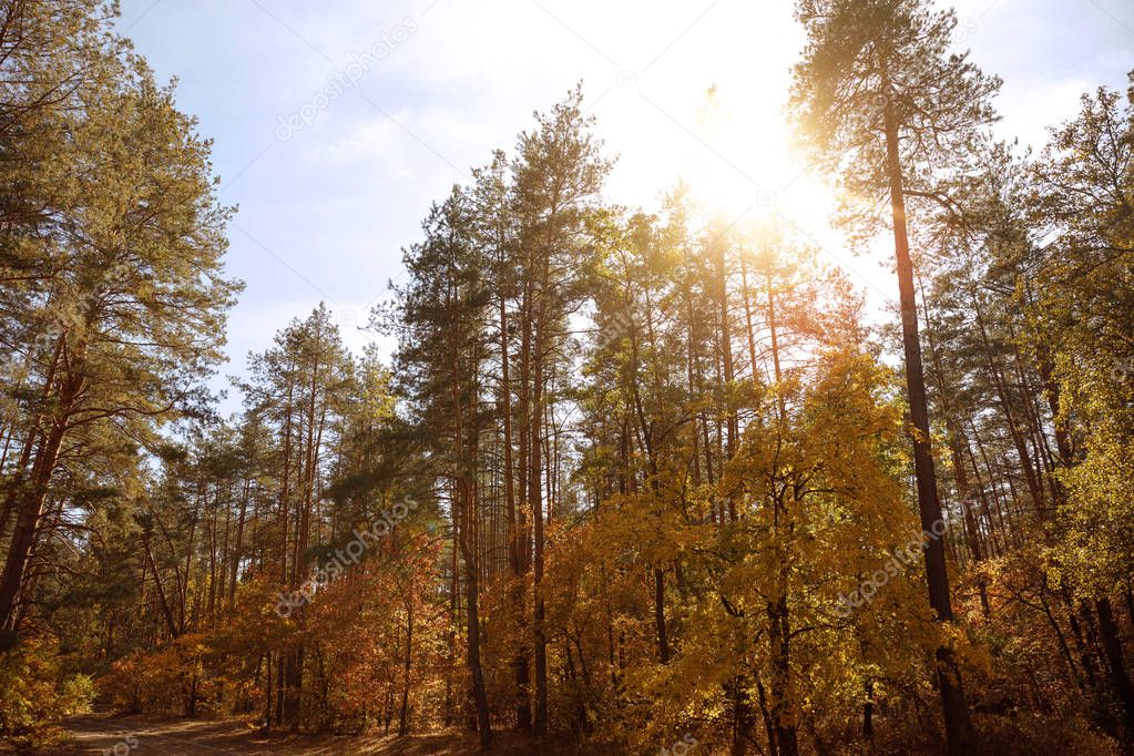 sun, trees with yellow and green leaves in autumnal park at day 