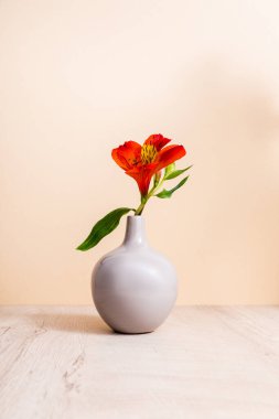 Ahşap yüzey üzerindeki vazoda kırmızı Alstroemeria bej rengi izole edilmiş.