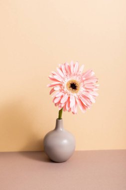 Vazoda pembe gerbera bej arka planda ahşap yüzey