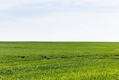 green grass on field against cloudy sky  clipart