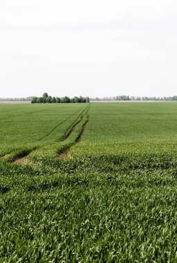 Yeşil arazide taze çimlerin üzerinde güneş ışığı 
