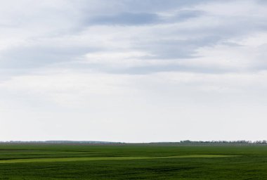 Bulutlu gökyüzüne karşı yeşil ve taze çimenler 