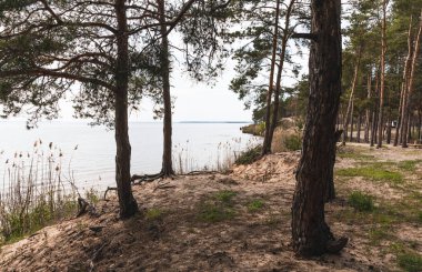 Yeşil çimen ve sakin göl yakınlarındaki ağaçlar 