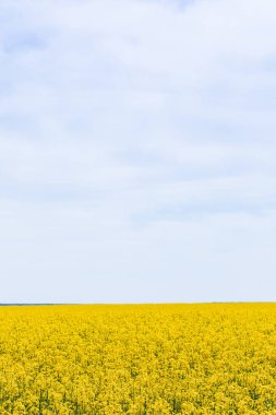 Sarı ve çiçek açan kır çiçekleri Yazın bulutlarla gökyüzüne karşı 