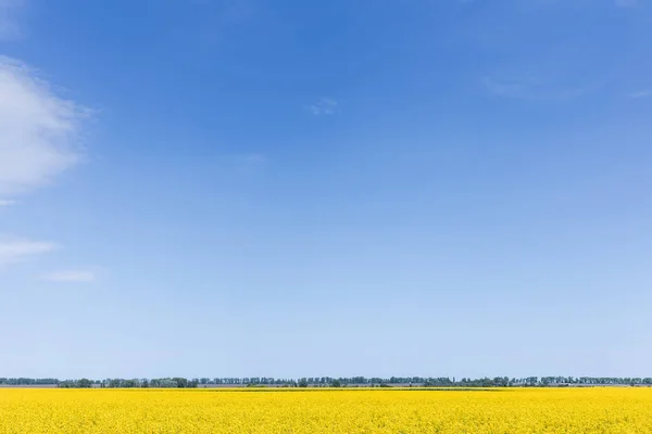 Żółte Kwitnące Kwiaty Polu Przed Błękitnym Niebem — Zdjęcie stockowe