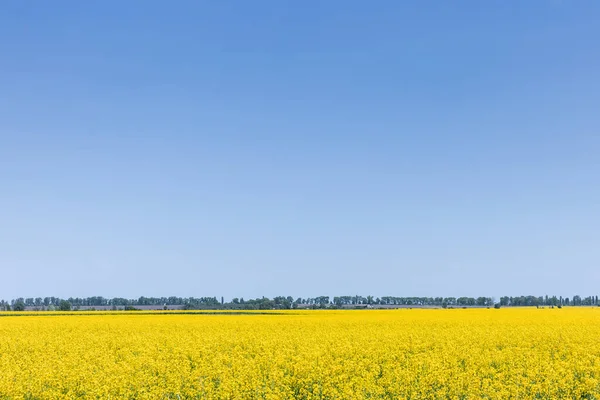 Yellow Flowers Field Blue Sky — Stock Photo, Image