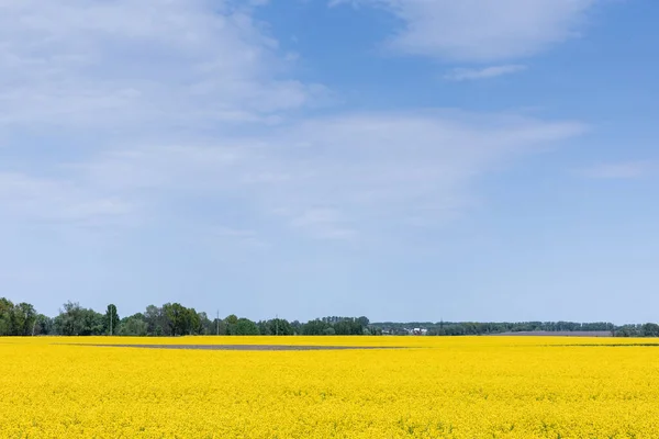 Gelbe Wildblumen Auf Dem Feld Vor Blauem Himmel — Stockfoto