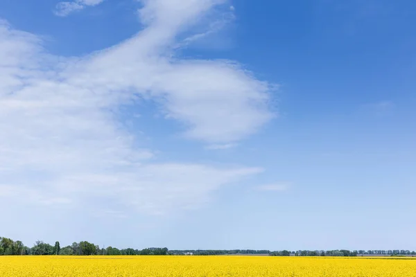 Żółte Kwitnące Dzikie Kwiaty Polu Przed Błękitnym Niebem — Zdjęcie stockowe