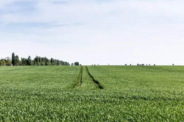 Green Fresh Grass Field Trees Cloudy Sky — Stock Photo, Image