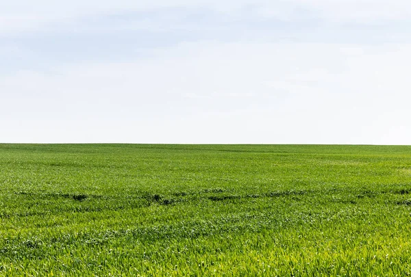 Grama Verde Campo Contra Céu Nublado — Fotografia de Stock