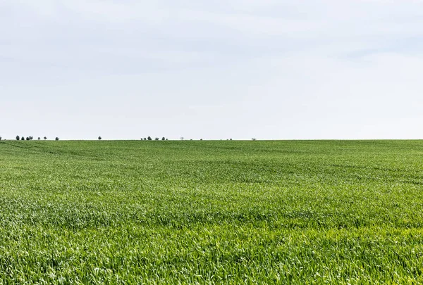 Grönt Och Färskt Gräs Fältet Mot Molnig Himmel — Stockfoto