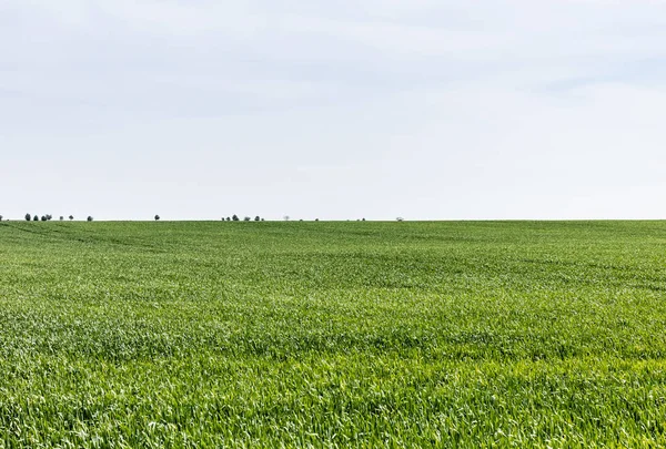 green and fresh grass on field against cloudy sky 