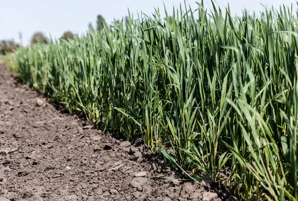 Selektivt Fokus Marken Nära Färskt Gräs — Stockfoto