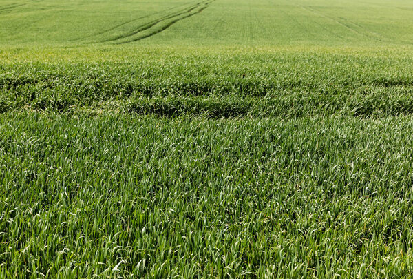 sunlight on green grassy field in summer 