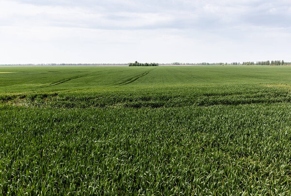 солнечный свет на свежей траве в зеленом поле против неба
 