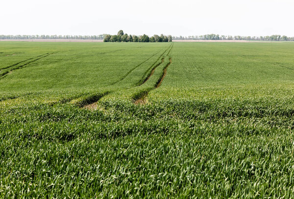 солнечный свет на свежей траве рядом с дорожкой в зеленом поле
 