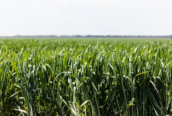 Selektiver Fokus Auf Frisches Gras Sommerfeld — Stockfoto