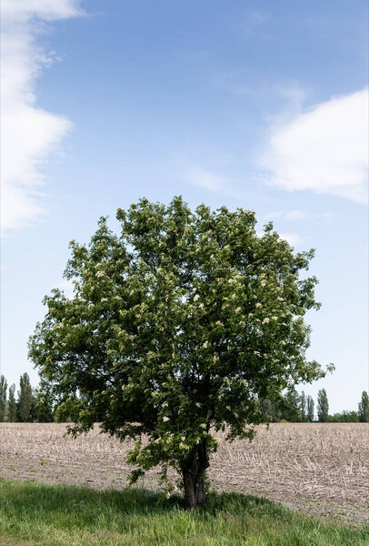 green tree with fresh leaves near green grass against blue sky 