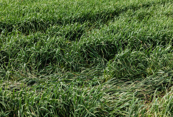 green fresh grass in field in summertime 