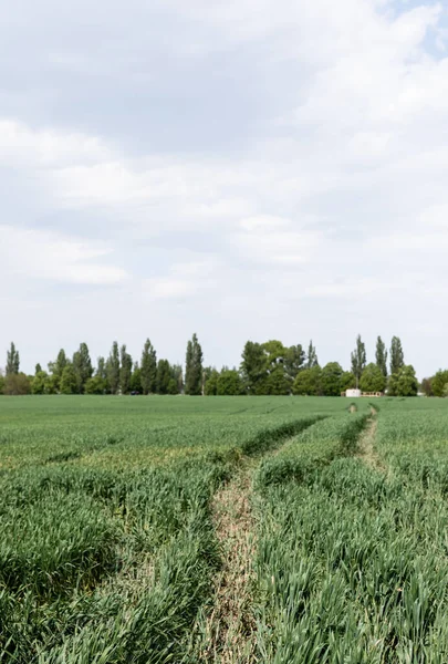 Herbe Fraîche Près Sentier Des Arbres Verts Dans Champ Été — Photo