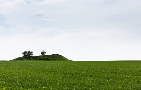 Arbres Verts Sur Colline Près Herbe Fraîche Été — Photo