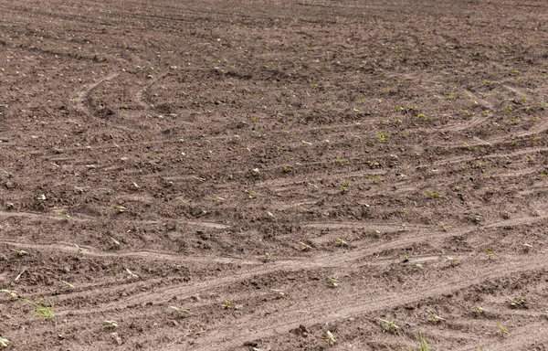 Herbe Verte Poussant Sur Sol Été — Photo