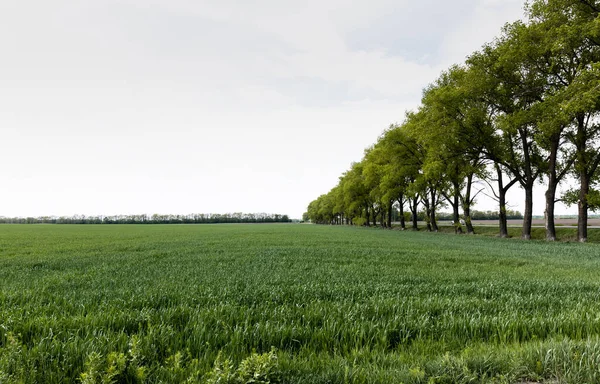 Gröna Träd Nära Fält Med Färskt Gräs Sommaren — Stockfoto