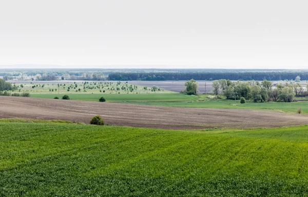 Arbres Buissons Près Terre Des Champs Herbeux — Photo