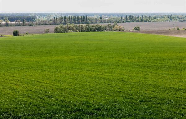зеленые деревья и растения возле травянистого поля
 