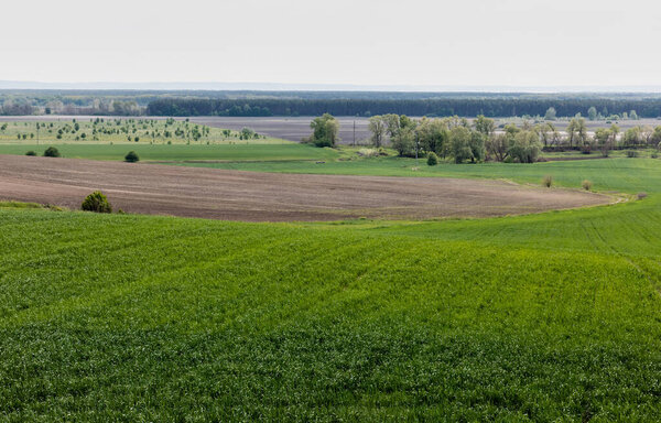 green trees and bushes near grassy field against sky