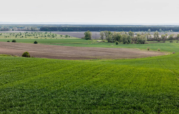 green trees and bushes near grassy field against sky