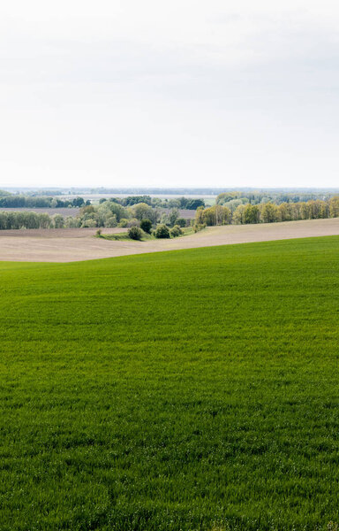 свежие травянистые поля возле деревьев и кустарников
 