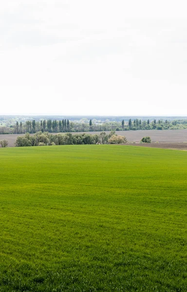 Fresh Grassy Field Green Trees Bushes — Stock Photo, Image