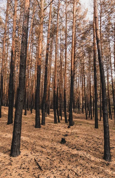 Tall Tree Trunks Summer Woods — Stock Photo, Image