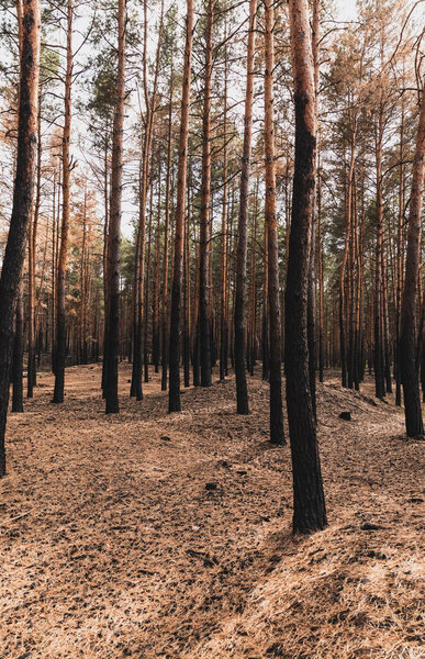ground and tall trees in summer forest 