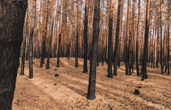 Luz Del Sol Troncos Altos Árboles Bosque Verano — Foto de Stock