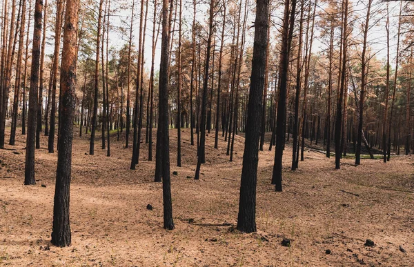 Troncs Arbres Anciens Hauts Dans Forêt Été — Photo