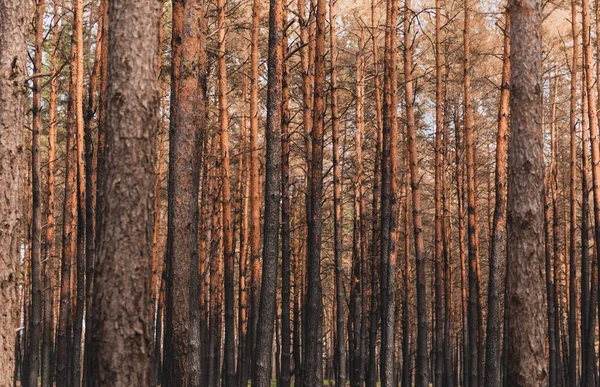 selective focus of tall tree trunks in summer forest 