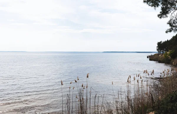 Rákosí Modrého Jezera Proti Obloze Mraky — Stock fotografie