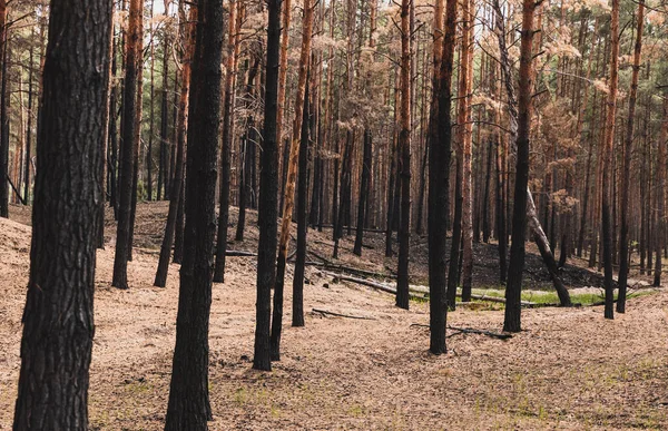 selective focus of tall trees in summer forest 