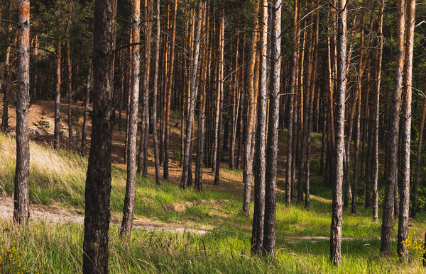 tree trunks near green and fresh grass in woods 