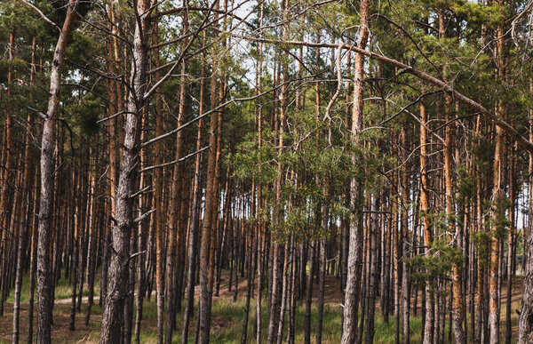 tall trees with green and fresh leaves in woods 