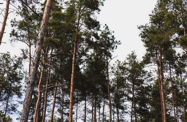 Niski Kąt Widzenia Zielonych Drzew Przed Niebem — Zdjęcie stockowe