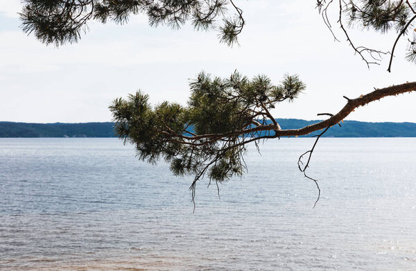 green pine tree near tranquil sea in summer 