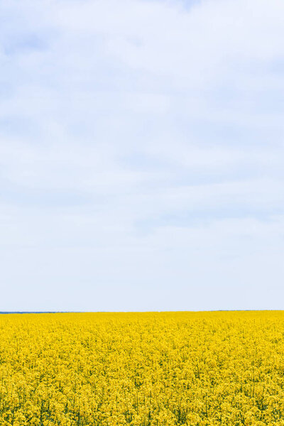 желтые и цветущие полевые цветы против неба с облаками летом
 