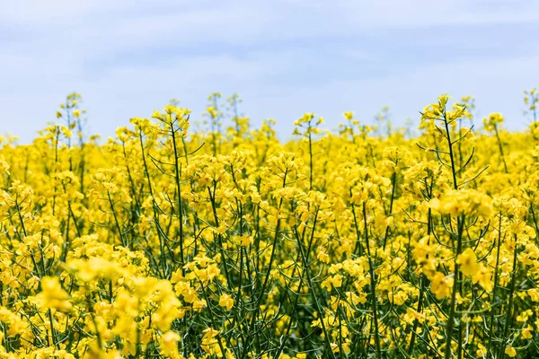 黄色と開花する野の花の選択的焦点 — ストック写真