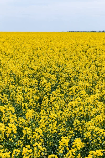 Selektiver Fokus Gelber Und Blühender Wildblumen Gegen Den Himmel Mit — Stockfoto