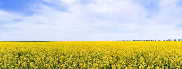 панорамная концепция желтых и цветущих полевых цветов на фоне неба с облаками
 