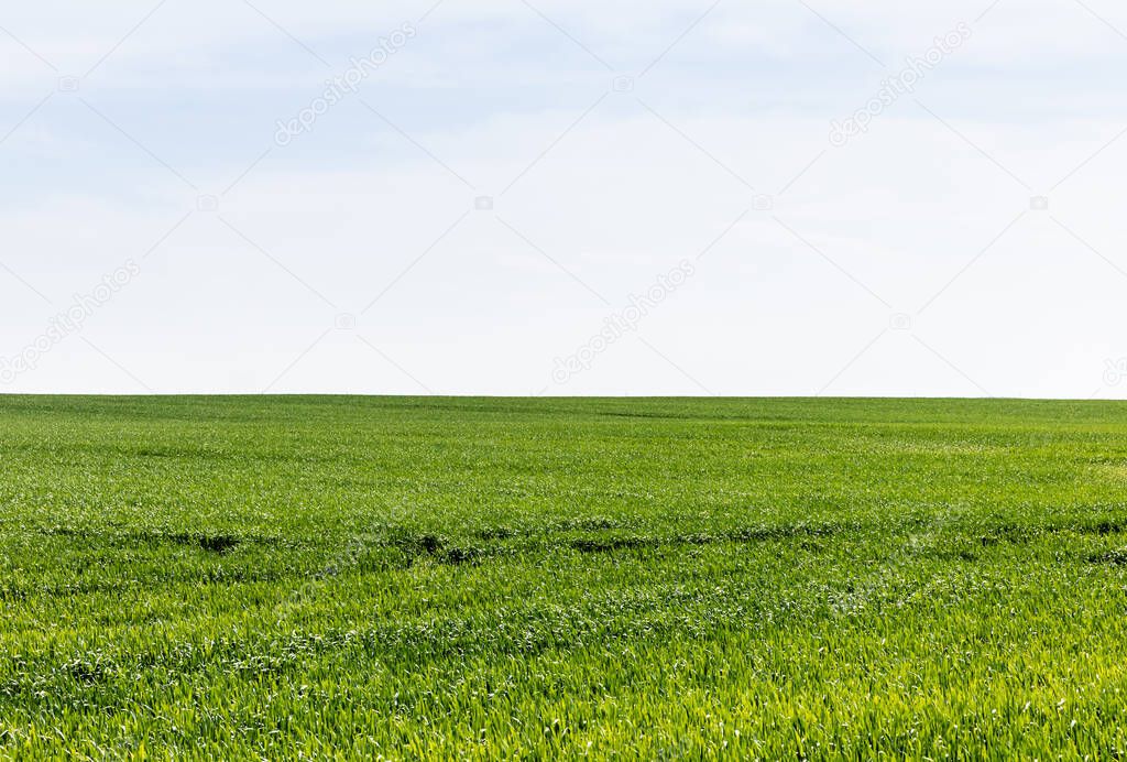 green grass on field against cloudy sky 